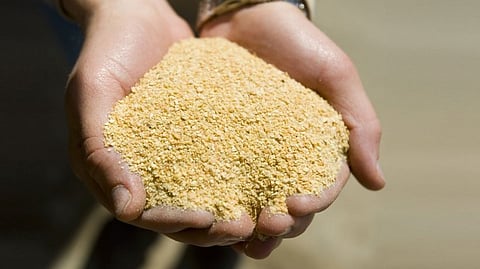 Soybean meal