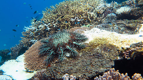 A crown-of-thorns starfish feeding on a plate coral in the Great Barrier Reef