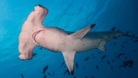 A scalloped hammerhead in a marine protected area of Costa Rica