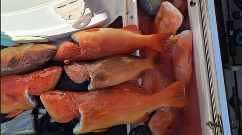Barcheek coral trout seized for exceeding bag limits