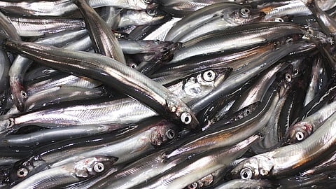 Barents Sea capelin