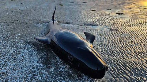 Stranded whale at Farewell Spit on the coast of New Zealand’s South Island