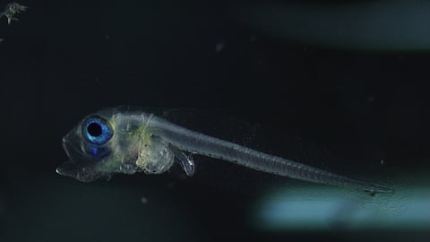 One of the first naturally spawned mackerel tuna fry, photographed under a microscope three days after hatching