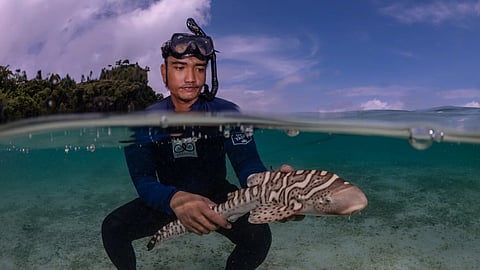 Young Indo-Pacific leopard shark with caretaker