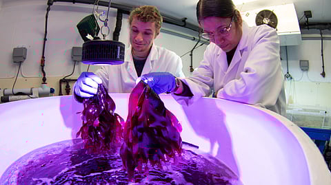 Drs Frederik De Boever and Puja Kumari are growing Palmaria palmata, also known as dulse, in tanks at the Scottish Association for Marine Science's facility in Oban.