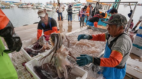 Peruvian giant squid being unloaded