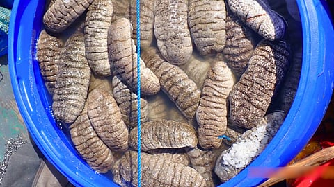 The seized sea cucumber