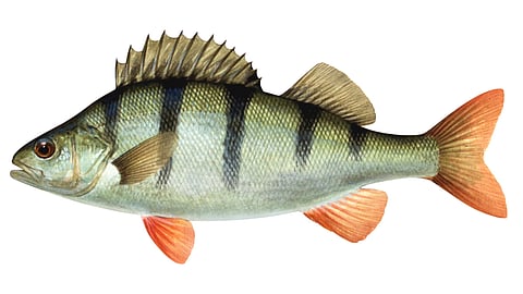 Redfin Perch