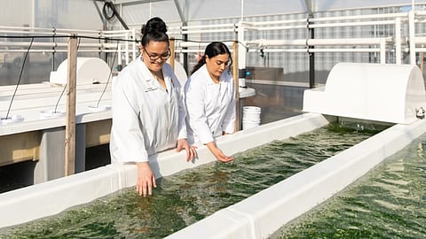 Indoor aquaculture facility at the University of Waikato, Hamilton, New Zealand