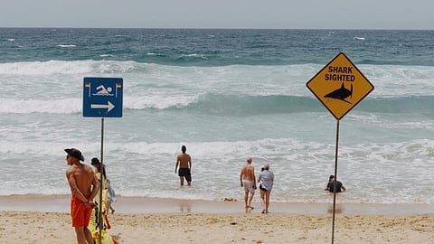Shark sighted sign, australian beach
