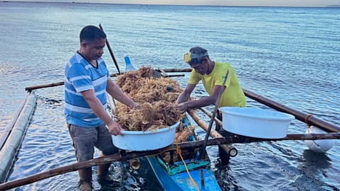Two seaweed growers handle freshly harvested Kappaphycus alvarezii on an outrigger boat somewhere in Iloilo province in the Philippines.