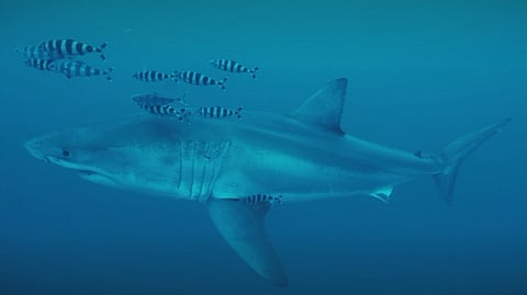 Screenshot of video showing adult great white shark