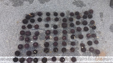 Some of the seized sea urchins