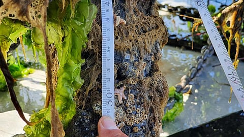 Treereef used in NIOZ's first treereef experiment in the North Sea in 2022
