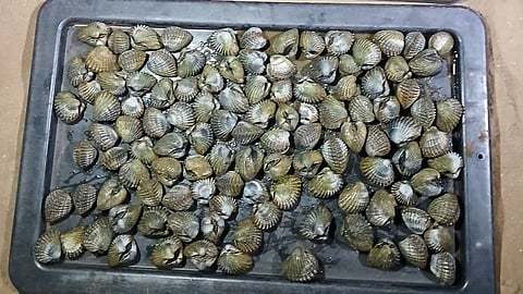 Seized ark shells from King Bay DPIRD