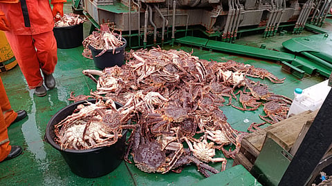 Red king crab collected as part of the survey