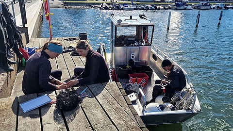 Quantitative sampling of blue mussels in the Göta River estuary area.