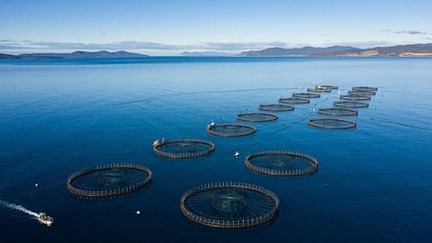 Salmon farm in Tasmania
