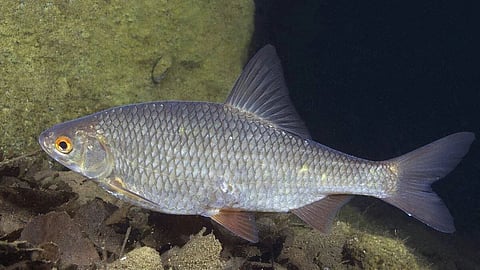 Vobla, also known as Caspian roach