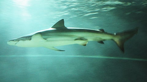 Bronze whaler shark (representative photo)