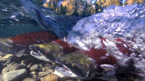 Wild sockeye salmon in British Columbia's Fraser River