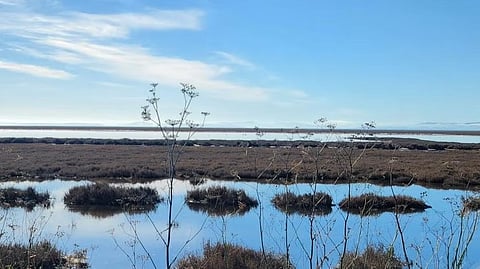 Strip Marsh East, California