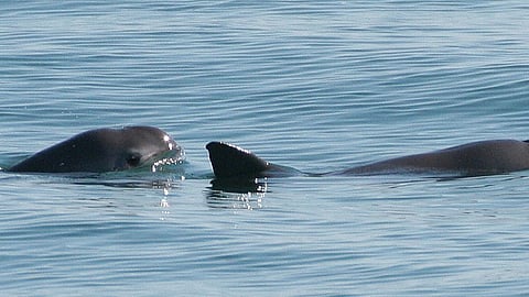 A Vaquita porpoise