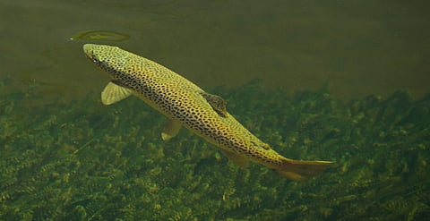 Photo: Inland Fisheries Ireland