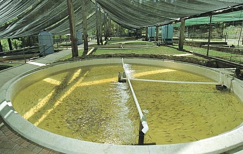 A trout hatchery in Western Australia (Photo: Western Australia Department of Agriculture and Food)