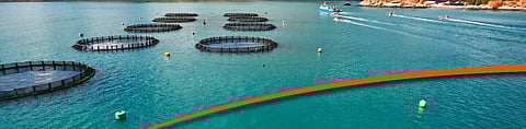 Photo: Western Australia Department of Primary Industries and Regional Development