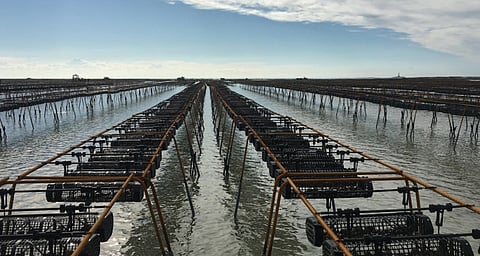Study identifies potential aquaculture hubspots