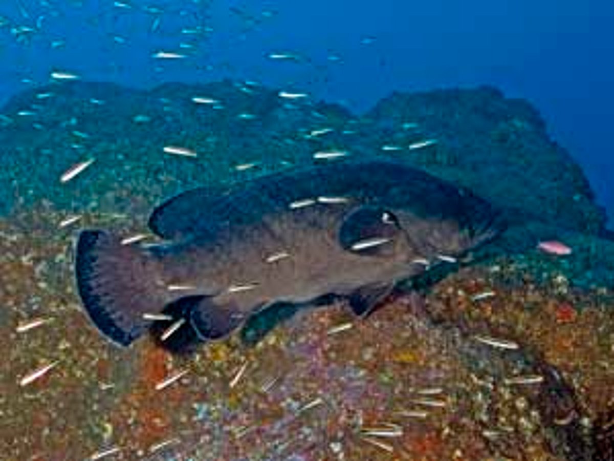 African Cod Fish Rare black cod thrive in Australian marine park