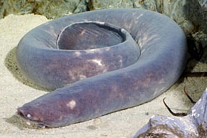  hagfish
