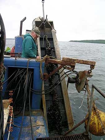  1710musselladder