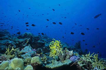 New hope for coral reefs?