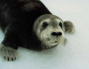 beardedsealw