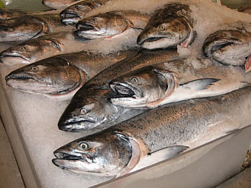 US study finds fish commonly mislabelled
