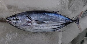  skipjack_tuna