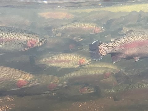 Rainbow trout being grown at DPIRD's Pemberton Hatchery (Photo: DPIRD)
