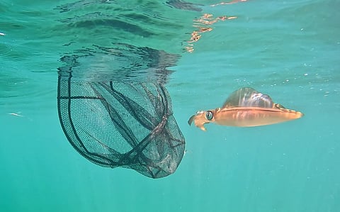 A squid swimming away after being checked by DPIRD researchers (Photo: DPIRD)