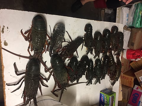  24da9ff4342a3a894f3094d672e8dd18