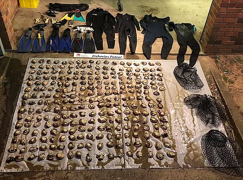The seized abalone and diving gear 2f74131fa7c32036662a4fc3e0c8a9de