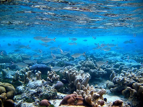  Image: National Geographic Society