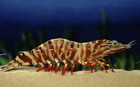 Tiger prawn (Photo: Australian Fisheries Management Authority)