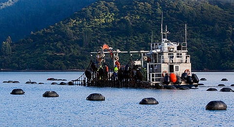 Sanford mussel harvesting barge