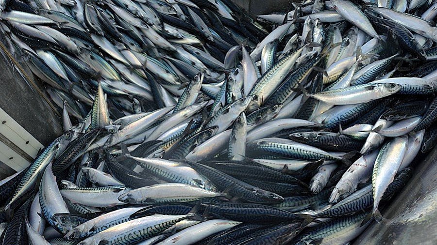 ICES more than doubles 2027 Northeast Atlantic mackerel catch advice