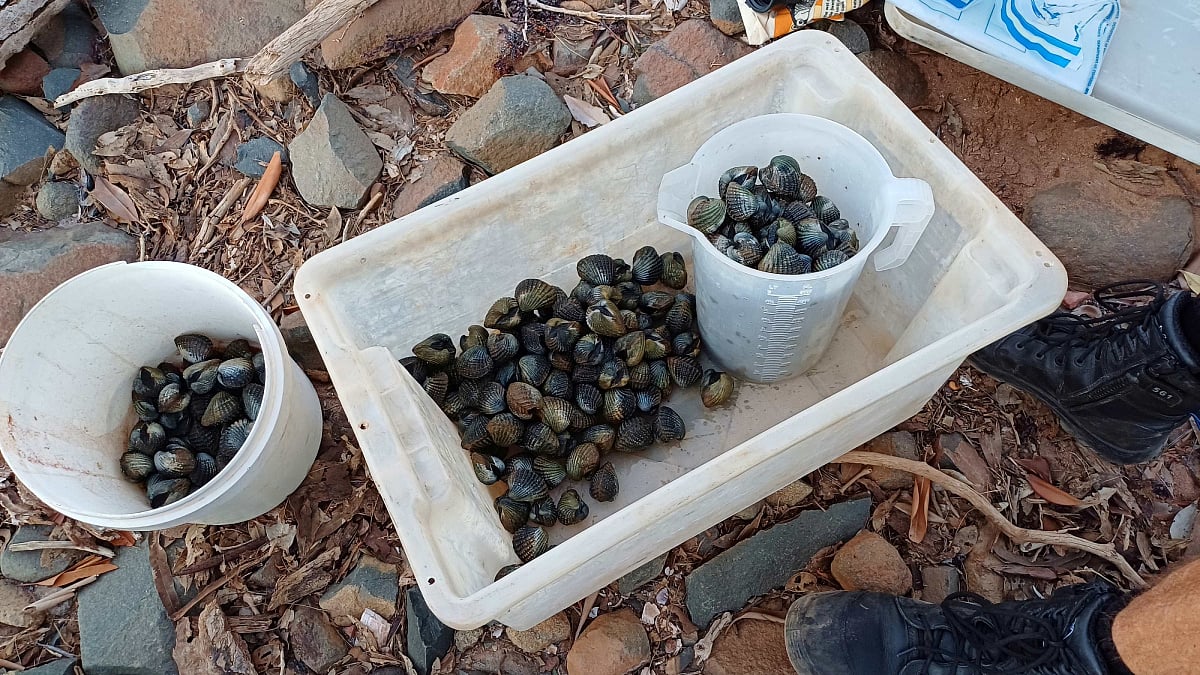 Fines totalling over $900 imposed for exceeding ark shell bag limit