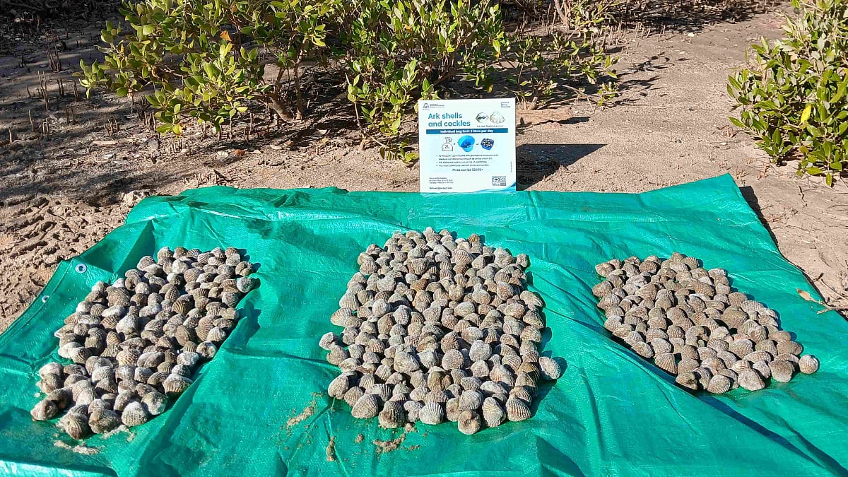 Two Pilbara residents fined for exceeding ark shell bag limits