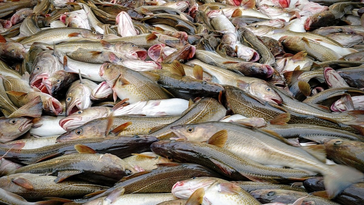 Russia, Norway agree increase in Barents Sea cod catch limit for 2027