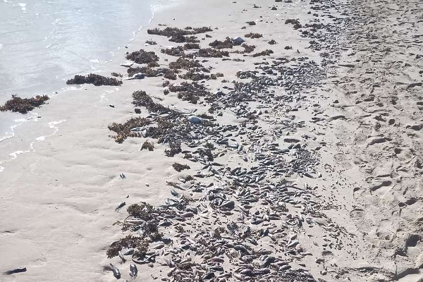 Investigation underway into Ningaloo Marine Park fish kills